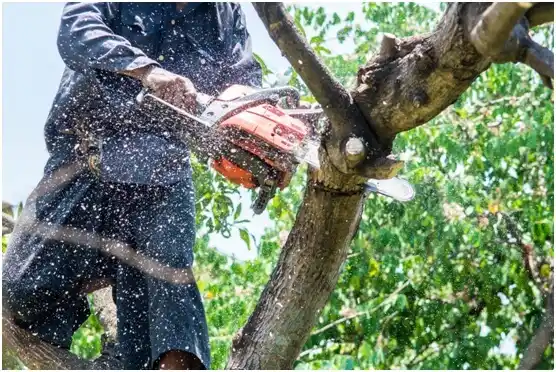 tree services Theresa